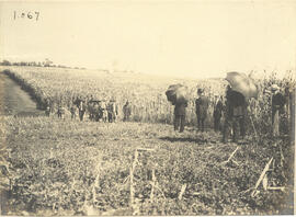 Fazenda Modelo em Piracicaba