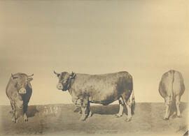 Vache de race Limousine
