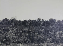 Matto da Fazenda Bosque de Vincente Soares em São Manoel