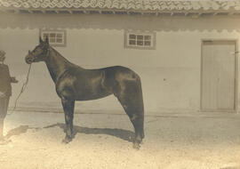 [Equino]