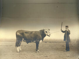 Hereford