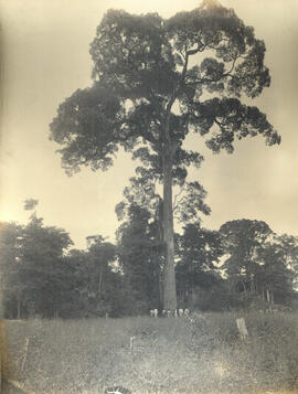 Jequitibá gigante