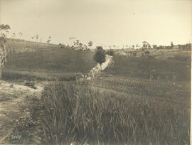 Nucleo [Colonial] Jorge Tibiriça – Plantação de arroz
