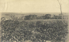 Vista da fazenda em Dourado