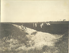 Cultura de arroz – Fazenda Água Preta