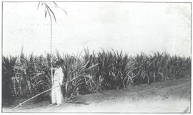 Plantation de canne à sucre à Campinas