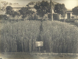 [Instituto Agronômico de Campinas - Canteiro Nº5]