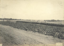 Fazenda Modelo em Piracicaba