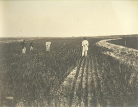 [Cultura de arroz – Fazenda do Dr. Fagundes]