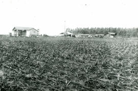 Abacaxi Fazenda Sta. Eliza