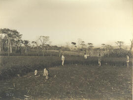 Nucleo [Colonial] Jorge Tibiriça – Plantação de arroz de colonos