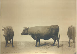 Vache de race Flamande