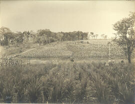 [Núcleo Colonial Nova Odessa] – Plantação de milho e arroz de colono