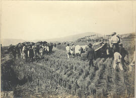 Colheita de arroz em Moreira Cezar