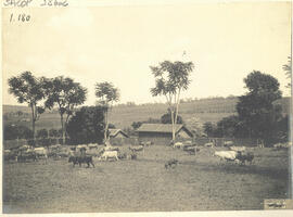 Fazenda Junqueira – gado