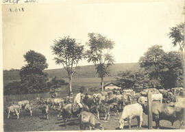 Fazenda Junqueira – gado