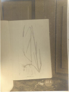 PILALARIS angusta