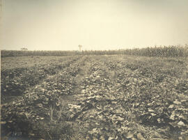 Nucleo Colonial Nova Odessa – Plantação de batatas e milho (grão-turco) de colono