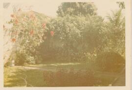 Fundo do meu quintal
