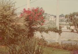 Meu jardim