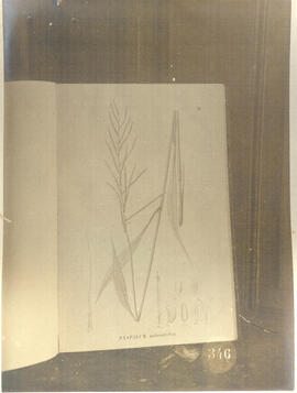 PASPALUM Malacophyllum