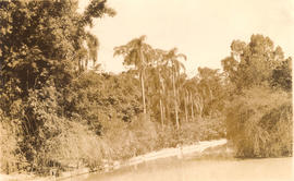 [Vista do Bosque dos Jequitibás]