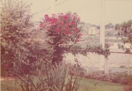 Meu jardim