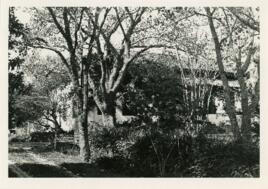 Fazenda Santo Antônio das Mangueiras