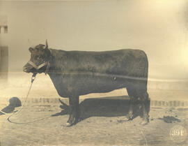 Red Polled