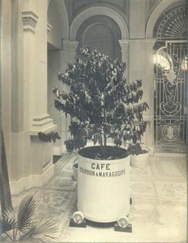 [Muda de café – Instituto Agronômico de Campinas]