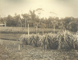 Nucleo [Colonial] Jorge Tibiriça – Plantação de canna e milho de colonos