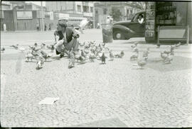 [Pombos no Largo do Rosário]