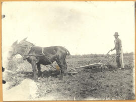 [Fazenda Chapadão]