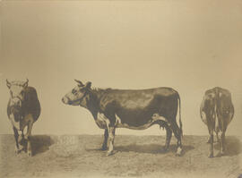 Vache de race Normande