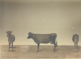 Vache de race Jersyaise